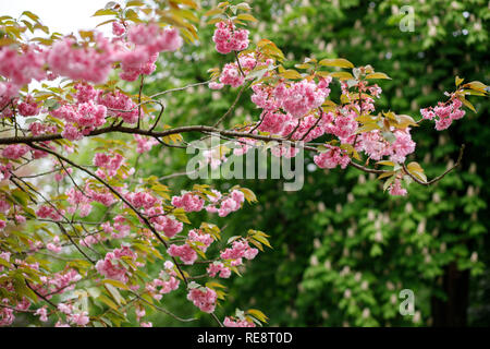 Gli alberi fioriscono fiori di colore rosa Foto Stock