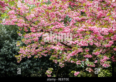 Gli alberi fioriscono fiori di colore rosa Foto Stock