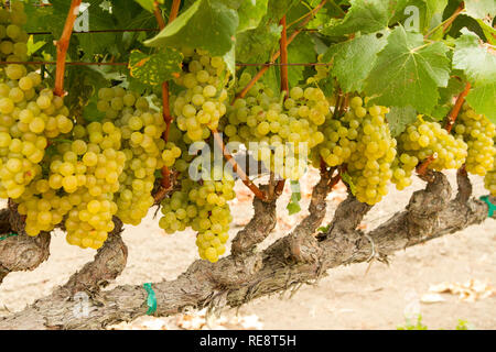 Schierate per schiacciare - Bianco di uve da vino appendere in aperta, pronta per la raccolta. Sonoma County, California, Stati Uniti d'America Foto Stock