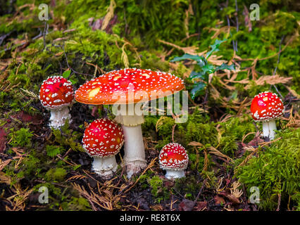 Gruppo di Fly Agaric con cappucci rossi sulla foresta di muschio Terreno Foto Stock