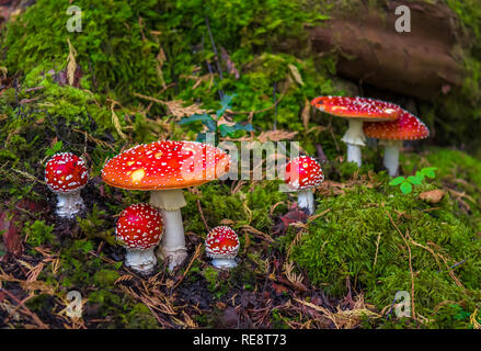 Gruppo di Fly Agaric con cappucci rossi sulla foresta di muschio Terreno Foto Stock