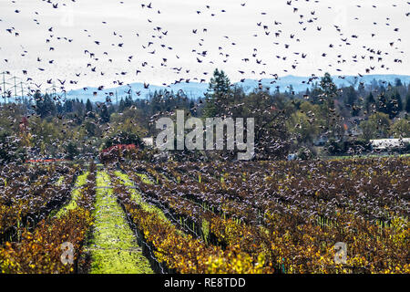 Sciame II - Vaux rondoni di volare in una frenesia su un vigneto. Sonoma County, California, Stati Uniti d'America Foto Stock