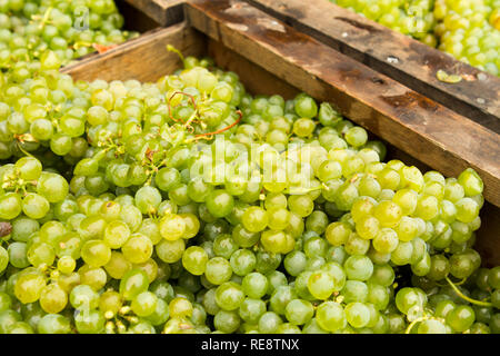 Bianco fresco - appena prelevato vino bianco grappoli di uva resto nelle caselle sul loro modo al frantoio per la estrazione dei loro dolce succo. Sonoma County, Cal Foto Stock