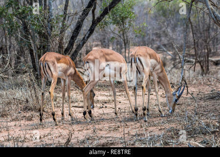 Tre antilopi di mangiare nella boccola, Kruger Park Foto Stock