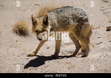 Il culpeo (Lycalopex culpaeus), detto zorro culpeo, zorro andino, o volpe andina, è una specie di volpe sudamericana. Nel deserto di Uyuni Foto Stock