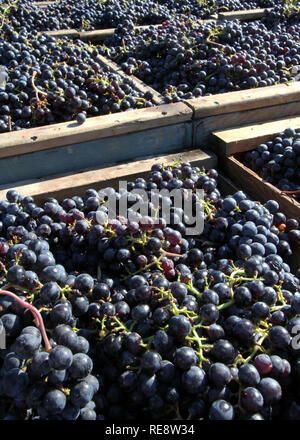 Alla cantina - scatole di legno di raccolti di fresco vino rosso Uva pronti per il viaggio veloce dalla vigna alla cantina. Sonoma County, CA, Stati Uniti d'America Foto Stock