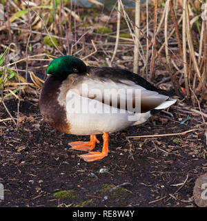 Maschio di Mallard Duck con il suo becco nascosto sotto la sua ala in una posa di appoggio Foto Stock