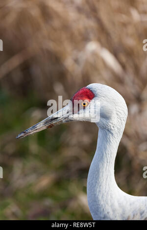 Testa e collo dettagli di una gru Sandhill Foto Stock