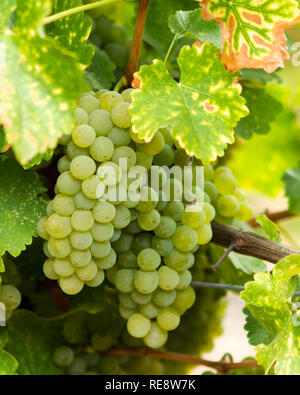 In attesa di raccolta - Plump Sauvignon Blanc uve da vino, pronto per il vigneto equipaggio per il rilascio. Russian River Valley e Sonoma County, California, Stati Uniti d'America Foto Stock