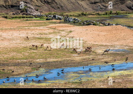 Steppa con animali nel Parco di Kruger Sud Africa Foto Stock