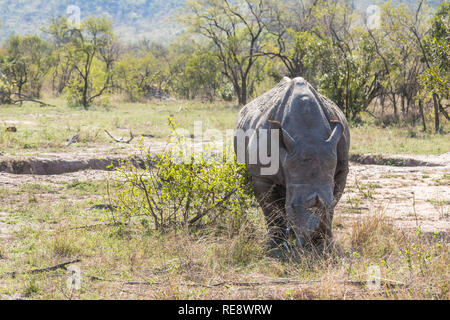 Rhino eating in erba del parco di Kruger, Africa Foto Stock