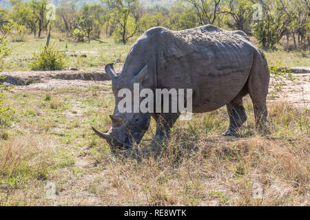 Rhino eating in erba del parco di Kruger, Africa Foto Stock