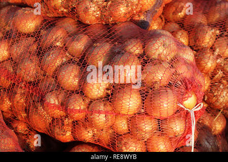 Lampadine, imballate in grandi reti, giacente sul mercato e illuminata dal sole. A sud di Ucraina Foto Stock