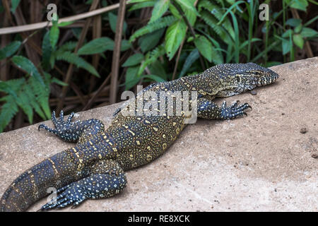 Big lizard in pietra in Saint Lucia Sud Africa Foto Stock