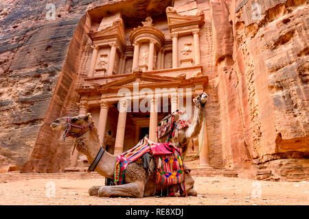 Vista spettacolare di due splendidi cammelli di fronte al Khazneh (Tesoro) di Petra. Foto Stock