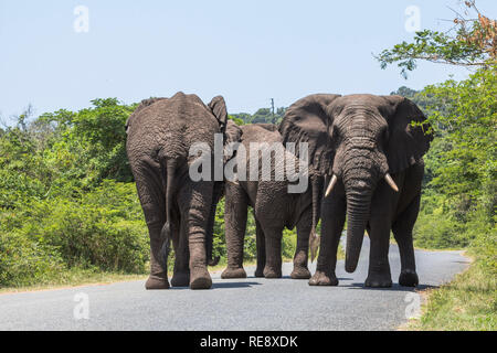 Grandi elefanti camminando sulla strada di Santa Lucia le zone umide park Foto Stock