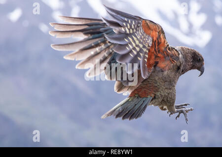 Kea in volo, Isola del Sud, Nuova Zelanda Foto Stock