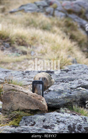 Kea giocando con un iPhone per gli escursionisti, Nuova Zelanda Foto Stock