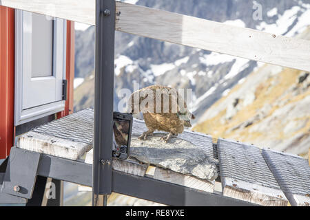 Kea giocando con un iPhone per gli escursionisti, Nuova Zelanda Foto Stock