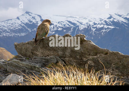 Kea, Isola del Sud, Nuova Zelanda Foto Stock