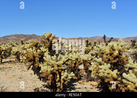 Vi è molto di più che solo alberi di Joshua in California il parco nazionale di Joshua Tree. Una moltitudine di bellissimi cactus Cholla ornano anche il deserto l Foto Stock