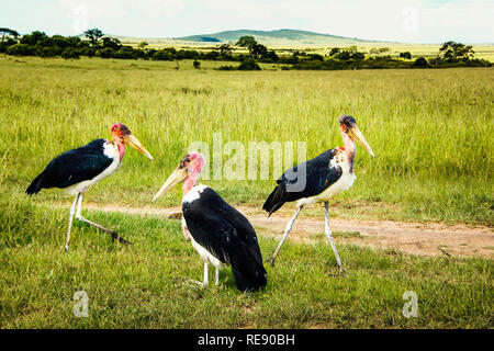 Marabou cicogne (Leptoptilos crumenifer) nella savana africana vicino. Si tratta di una grande trampolieri in la cicogna famiglia Ciconiidae Foto Stock