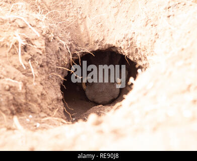 Immagine del muso di un warthog, nascosto all'interno di un foro per sfuggire ai predatori Foto Stock