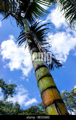 Palm tree dal basso contro un cielo blu con nuvole Foto Stock
