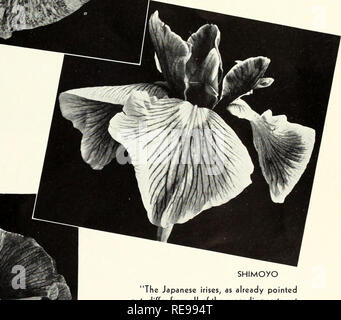 . Cooley's Giardini : Silverton Oregon 1936. Vivai (orticoltura) cataloghi; iridi (piante) Cataloghi. SHIMOYO "i giapponesi iridi, come già sottolineato, differiscono da tutti i tipi precedenti non solo in forma di fiori, ma in generale abitudine di crescita. Esse sono notevolmente più alti. L'effetto che crescono nel giardino, sia a chiudere la vista in hardy frontiera o a letto o ad una distanza nel paesaggio di piantare, è così rad- ically diversa da quella delle alte iridi barbuto che sarebbe ben vale la pena di avere entrambe anche se essi fiorì al tempo stesso. Non sono solo le piante più alte Foto Stock