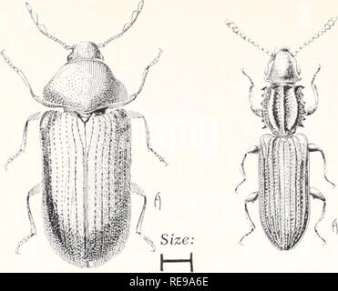 . Il controllo della famiglia di insetti e parassiti correlati. Pesti di famiglia; pesti di insetto. Dimensioni: H Farmacia Beetle, Stegobium paniceum (Linn.) a dente di sega coleottero di grano, Oryzaephilus surinamensis (Linn.), che possono essere raggruppati come dispensa coleotteri. Il controllo sarà diverso secondo le loro abitudini alimentari-indipendentemente dal fatto che siano di carattere generale o alimentatori alimentatori limitato. Alimentatori ristretto, come ad esempio il curculione bean, Acanthoscelides obtectus (dire), il curculione granaio, Sitophilus granarius (Linn.), e il riso, curculione di Sitophilus oryzae (Linn.), alimentazione principalmente sulle sementi. Le uova sono fissate sui semi, le larve il foro interno per co Foto Stock