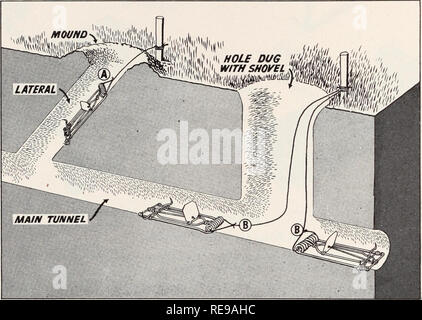 . Il controllo del campo di roditori in California. Roditori; mammiferi. 34 California agricola circolare di estensione 138 l'albero della tubazione. Il braccio laterale può essere regolata in altezza adeguata sull'albero della sonda per applicare una pressione verso il basso con la mano o il piede. Per utilizzare la sonda, lavello la slanciata, estremità affilata nel terreno tra le righe dei tumuli gopher. Ripetere questa operazione fino a quando il tunnel principale è colpito nel momento in cui lo strumento farà cadere improvvisamente circa 2 pollici. L'apertura dovrebbe quindi essere allargata, ruotando la sonda o utilizzando le opposte estremità maggiore, in modo che un esche avvelenate può essere fatto cadere facilmente in Foto Stock