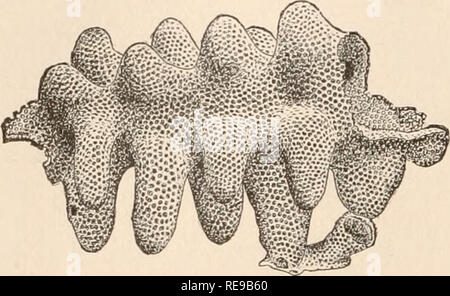 . Un contributo alla American thalassography : Tre crociere di gli Stati Uniti costa e Geodetic Survey sistema di cottura a vapore "Blake", nel golfo del Messico, nel mar dei Caraibi, e lungo la costa atlantica degli Stati Uniti, dal 1877 al 1880. Blake (vaporetto); animali marini -- Oceano Atlantico; sedimenti marini. 172 TRE CROCIERE DEL " BLAKE." da lui da una profondità di 1075 braccia off Bermuda. Esso deve aver raggiunto almeno un piede in altezza. Un altro più comuni e allo stesso tempo la più squisita tipo di Hexactinellidse è Aphrocallistes JBocayei (Fig. 522). Fig. 522. - Aphroc Foto Stock
