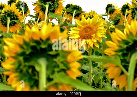 Un unico contrario facce di semi di girasole in direzione opposta dagli altri Foto Stock