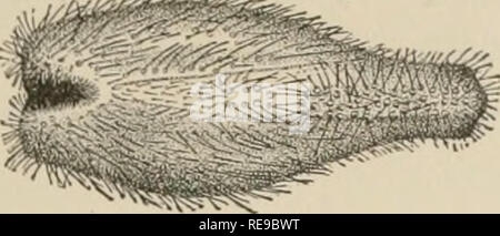 . Un contributo alla American thalassography; tre crociere di gli Stati Uniti costa e Geodetic Survey sistema di cottura a vapore "Blake," nel Golfo del Messico, nel mar dei Caraibi, e lungo la costa atlantica degli Stati Uniti da 1877 a 1800. Blake (nave); animali marini -- Oceano Atlantico; sedimenti marini; Oceano. Caratteristica di DEEP SEA tipi. Ricci di mare. 101 forse la parte più interessante gruppo di ricci di mare scoperto dalla hite profonde esplorazioni del mare sono i Pourtalesiae. Il primo è stato Pourtalesia dragati da Pourtales nello stretto di Florida, - un singolo campione solo (Fig. 373), ma Foto Stock