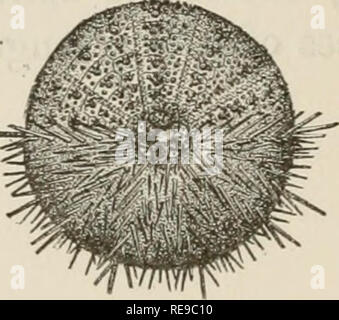 . Un contributo alla American thalassography; tre crociere di gli Stati Uniti costa e Geodetic Survey sistema di cottura a vapore "Blake," nel Golfo del Messico, nel mar dei Caraibi, e lungo la costa atlantica degli Stati Uniti da 1877 a 1800. Blake (nave); animali marini -- Oceano Atlantico; sedimenti marini; Oceano. 92 TRE CROCIERE DEL " BLAKE. mento sono chiaramente di essere visto in una disparità di sviluppo nella dimensione dei genitali e piastre di oculari in tutto il gruppo di echini. Forse si può tracciare le differenze di sviluppo del ambulacral e interambulacral in zone di Foto Stock