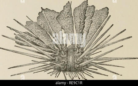 . Un contributo alla American thalassography; tre crociere di gli Stati Uniti costa e Geodetic Survey sistema di cottura a vapore "Blake," nel Golfo del Messico, nel mar dei Caraibi, e lungo la costa atlantica degli Stati Uniti da 1877 a 1800. Blake (nave); animali marini -- Oceano Atlantico; sedimenti marini; Oceano. 90 TRE CROCIERE DEL " BLAKE. a ventaglio dorsali, sarebbe stato senza esitazioni collocato in genere Dorocidaris. Se la isolate enorme a ventaglio radioles. Fig. 349. - Dorocidaris Blakei. |. quasi identico in forma con quelle del Giurassico Rhabdoci- daris aveva da solo Foto Stock
