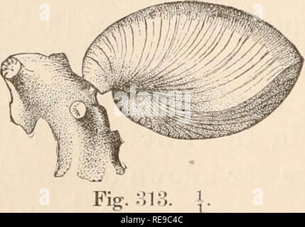 . Un contributo alla American thalassography : Tre crociere di gli Stati Uniti costa e Geodetic Survey sistema di cottura a vapore "Blake", nel golfo del Messico, nel mar dei Caraibi, e lungo la costa atlantica degli Stati Uniti, dal 1877 al 1880. Blake (vaporetto); animali marini -- Oceano Atlantico; sedimenti marini. Tre crociere di 'BLAKE. regno animale è in discussione, anche se essi hanno fino a quando ultimamente generalmente classificati con i molluschi. Come brachiopodi risalgono al Cambriano, è naturale che si debba trovare difficile strettamente per definire la loro affinità con tipo di recente Foto Stock