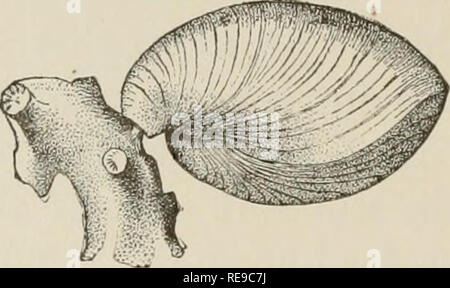 . Un contributo alla American thalassography; tre crociere di gli Stati Uniti costa e Geodetic Survey sistema di cottura a vapore "Blake," nel Golfo del Messico, nel mar dei Caraibi, e lungo la costa atlantica degli Stati Uniti da 1877 a 1800. Blake (nave); animali marini -- Oceano Atlantico; sedimenti marini; Oceano. 76 TRE CROCIERE DEL " BLAKE. regno animale è in discussione, anche se essi hanno fino a quando ultimamente generalmente classificati con il moUusks. Come brachiopodi risalgono al Cambriano, è naturale che si debba trovare difficile strettamente per definire la loro affinità con Foto Stock