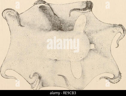 . Un contributo alla American thalassography : Tre crociere di gli Stati Uniti costa e Geodetic Survey sistema di cottura a vapore "Blake", nel golfo del Messico, nel mar dei Caraibi, e lungo la costa atlantica degli Stati Uniti, dal 1877 al 1880. Blake (vaporetto); animali marini -- Oceano Atlantico; sedimenti marini. XVIII. Caratteristica di DEEP SEA tipi. - Molluschi. I cefalopodi. La secca-acqua specie di cefalopodi, calamari e seppie- pesci, live su fondo; ma, essendo potenti nuotatori, essi sono in grado di migrazione estensive, in modo che con loro come con pesci sarà sempre diff Foto Stock