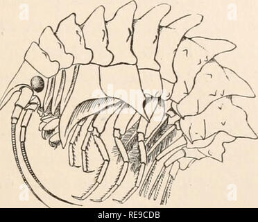 . Un contributo alla American thalassography : Tre crociere di gli Stati Uniti costa e Geodetic Survey sistema di cottura a vapore "Blake", nel golfo del Messico, nel mar dei Caraibi, e lungo la costa atlantica degli Stati Uniti, dal 1877 al 1880. Blake (vaporetto); animali marini -- Oceano Atlantico; sedimenti marini. Caratteristica di DEEP SEA tipi. Crostacei. regione soltanto una singola specie, Bathynomus giganteus (Fig. 252), è stata descritta, ma questo è di gran lunga il più grande Isopod noto ed è più di undici pollici lungo! Gli occhi di questo gigante sono posti sul lato inferiore della testa e consis Foto Stock