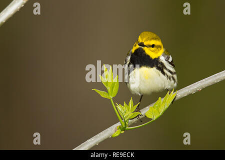 Nero-Verde throated trillo (Dendroica virens), maschio, allevamento pllumage Foto Stock