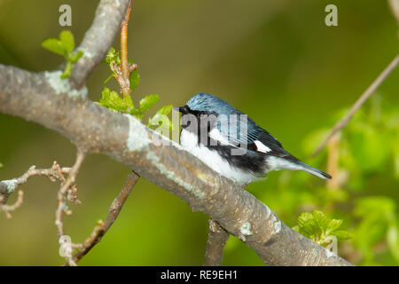 Nero-throated Blue trillo (Dendroica caerulescens), maschio, piumaggio di allevamento Foto Stock