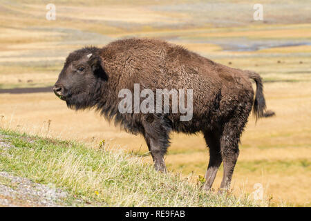 I bisonti americani (Bison bison), capretti Foto Stock