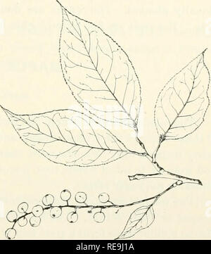. Contributi per la botanica del Vermont. Impianti -- Vermont. Strozzatura Cherry foglie, fiori e frutta, X y^. (Wild'ciierry). Prunus Virginiana Linn. La strozzatura cherry è di solito un slirub in ^'er- mont. Tuttavia, è incluso in questo elenco di alberi a causa della sua stretta relazione con l'altro cher- ries. È molto diffusa in Nord Am- erica, compresa tra il Circolo Polare Artico in California e Texas. In maggio, quando le foglie sono a metà cresciuto, è coperto con crema di fiori bianchi in lunghi annuendo cluster. La peculiare astringente frutta, che variano notevolmente in termini di qualità, tuttavia, stagiona abunda Foto Stock