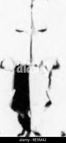. I contributi dal laboratorio botanico e la Morris Arboretum dell'Università di Pennsylvania, vol. 14. La botanica; Botanica. y^M^^MW/A /////^^/^/W///. ^ riG. 5. Il sistema ottico di una lente Spierer: 0 = obiettivo m = Spierer specchio 1 = lente r.r. = raggi riflessi s.r. = raggi dispersi e = slittamento del coperchio f = materiale g = slitta c = Condensatore cardioide d = diaframma a = apertura per raggi diretti d.r. = raggi diretti per Spierer lente b = slot per condensatore cardioide raggi c.r. = Condensatore cardioide luce raggi in modo non uniforme, ossia non vi sono più raggi ceduto in una direzione che in qualsiasi altro, cioè da Foto Stock