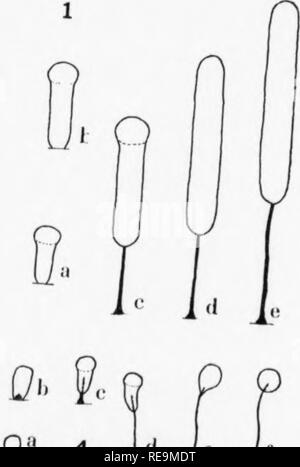 . I contributi dal laboratorio botanico e la Morris Arboretum dell'Università di Pennsylvania, vol. 14. La botanica; Botanica. r Pis' 1 s* • • *-* * JL*^ ^** 7 1 3lvi^'r?.^iv"'?lT"'^^^^^^^^^^^ ^erh^-"- '•" i vari sta.es di sectfons longitudinale di vn.'" * °^^'-" &LT;Bul'- Macbr un Lh f ^/^ 5'^- ''• 261/ h"'. °^ sviluppo r ^1/ K ^°^"^ sporangia; r-o " ".!; ^"'^'' (ridisegnata da de^V^f' -4- k botanica 83 - ^ poiché la sporangia di questa specie si verificano in cluster di grandi dimensioni, lo sviluppo sporangia sono intimamente associati. La figura 1 a rappresenta un cantare Foto Stock