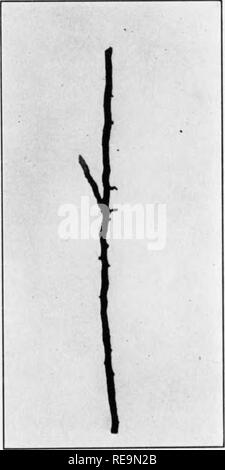 . I contributi dal laboratorio botanico e la Morris Arboretum dell'Università di Pennsylvania, vol. 13. La botanica; Botanica. 1000 ufficiale della ricerca agricola Vo". 61, n. 11 esemplari. Il numero e la dimensione del primario lateral e lo spessore dei fittoni era nettamente inferiore in confronto con quelle di normale alberi della stessa dimensione. In considerazione del carattere aperto della foresta, è dubbio che la debolezza dei campioni è stata dovuta alla soppressione mediante alberi più grandi. Sembra molto probabile che sia l'inclinazione e la generale debolezza delle cime aveva provocato da o sono state Foto Stock