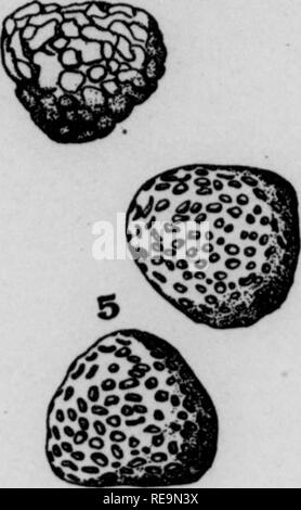 . I contributi dal laboratorio botanico, vol. 12. La botanica; Botanica. . Si prega di notare che queste immagini vengono estratte dalla pagina sottoposta a scansione di immagini che possono essere state migliorate digitalmente per la leggibilità - Colorazione e aspetto di queste illustrazioni potrebbero non perfettamente assomigliano al lavoro originale. University of Pennsylvania. Laboratorio botanico; Università della Pennsylvania. Morris Arboretum. Philadelphia : [s. n. ] Foto Stock