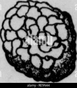 . I contributi dal laboratorio botanico, vol. 12. La botanica; Botanica. . Si prega di notare che queste immagini vengono estratte dalla pagina sottoposta a scansione di immagini che possono essere state migliorate digitalmente per la leggibilità - Colorazione e aspetto di queste illustrazioni potrebbero non perfettamente assomigliano al lavoro originale. University of Pennsylvania. Laboratorio botanico; Università della Pennsylvania. Morris Arboretum. Philadelphia : [s. n. ] Foto Stock