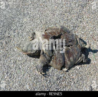. Indagini acquatici e valutazione della Slim Buttes regione di Harding e la Butte Co., SD . Invertebrati acquatici; invertebrati acquatici; Stream ecologia; Stream ecologia; spartiacque ecologia; spartiacque ecologia. La figura 53. Jones Creek #1 (AES D005) piccola piscina rimanenti nel raggiungere la figura 54. Jones Creek #1 (AES D005) snapping morto turtle rilevati sul lato ofRte. 85 posizione ponte: accessibile da Rt 85 a ponte che attraversa e ha proceduto a monte -25m per il primo pool indicato il fondo del REACH. Città più vicina: Buffalo, Harding County, SD ecoregione: tipico Northern Great Plains steppa Ecologica acquatici Foto Stock